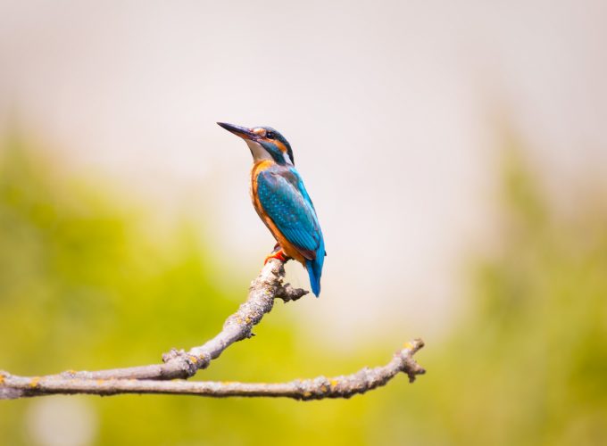 Wallpaper kingfisher, bird, 5k, Animals 5461515739